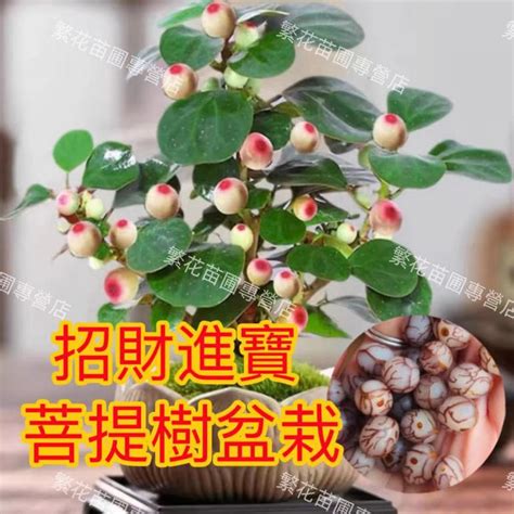 菩提樹 風水|【菩提樹 風水】小盼菩提樹的風水作用有什麼禁忌 